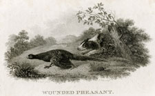 Wounded Pheasant