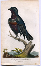 The Purple-breasted Chatterer