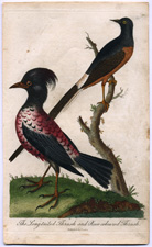The Long-tailed Thrush and Rose-coloured Thrush