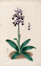 Long-spurred Orchis