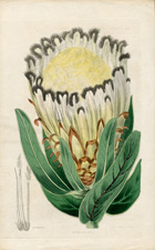 Oleander-leaved Protea
