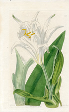 Chalice-crowned Sea-Daffodil