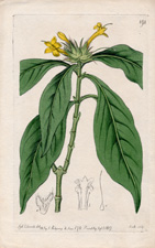 Yellow thornless Barleria