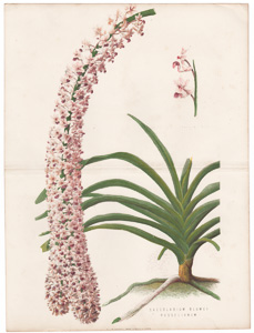 Saccolabium Blumei Russelianum
