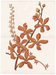 Vanda Batemanii Grandiflora