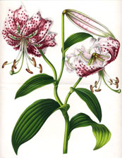 Lilium Humboldti