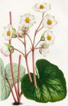 Begonia Rosacea