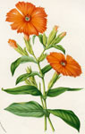 Lychnis Grandiflora