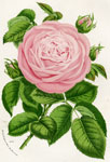 Rose H.R. Peach Blossom