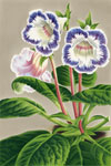 Gloxinia Fleur de Flandre