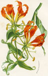 Methonica Virescens Plantii