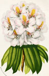 Rhododendron Pontico-Maximum