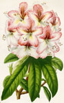 Rhododendron Pelargoniae Florum