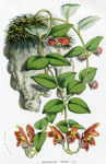 Aeschynanthus Tricolor