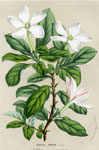 Gardenia Amoena