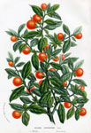 Solanum Capicastrum