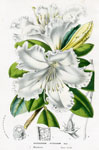 Rhododendron Veitchianum