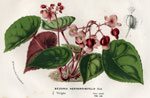 Begonia Hernaniaefolia