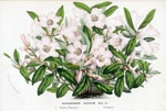 Rhododendron Virgatum