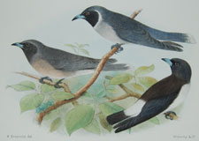 Masked and White-rumped Wood Swallows