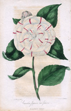 Camellia Japonica var. Julianii