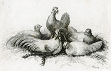 chickens etching by Samuel Howitt