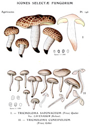 Vintage mushroom print