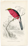 Barbary or Yellow-crowned Bush Shrike