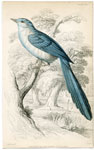Cerulean Flycatcher