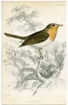 Robin Flycatcher