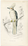 White-plumed Shrike