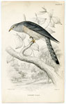 Linneated Cuckoo