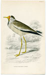 Striped-throated Lapwing