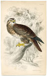 Common Buzzard (Hawk)