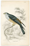 Cuckoo Falcon