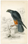 Orange-legged Falcon