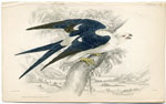 Swallow-tailed Nauclerus