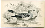 Plate 8 (unidentified)