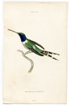 Dupont's Hummingbird