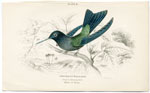 Wagler's Hummingbird
