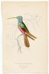 Harlequin Hummingbird