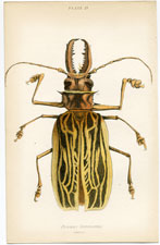 Prionus Cervicornis