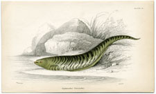 Gymnotus fasciatus