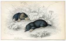 The Common Mole