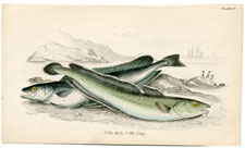 The Hake, The Ling Cod
