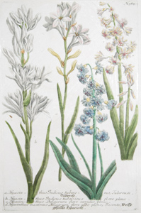 Hyacinthes