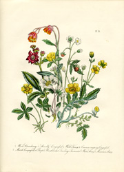 British Wild Flowers by Mrs. Loudon