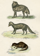 Plate 9 Hyena, etc.