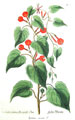 Knorr botanical from 1770-1772