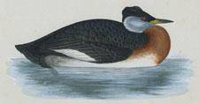 RED-NECKED GREBE